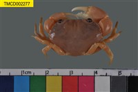 藏品(環紋金沙蟹)的圖片